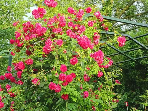 Kletterrosen