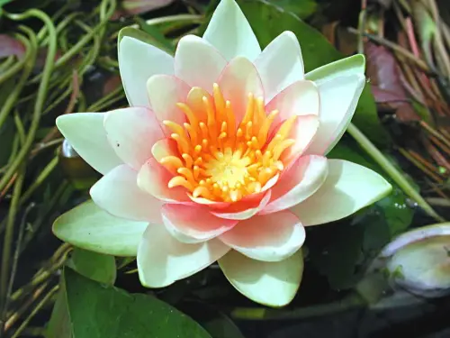 Gelbe und orangefarbene Seerosen