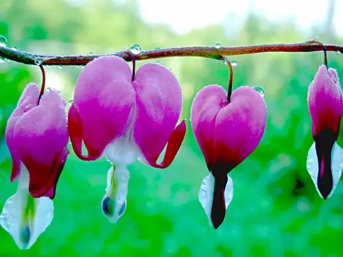 Halbschatten-Stauden