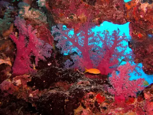 Mitarbeiter der Tauchbasis fahren regelmäßig zu anderen Tauchplätzen - auch im Ausland. Da kann man sich anschließen und hat dan