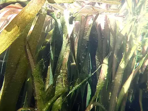 Biologische Filter sind in vielen Teichen überflüssig