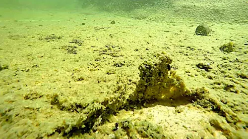 Am besten: Teiche mit Filtergraben