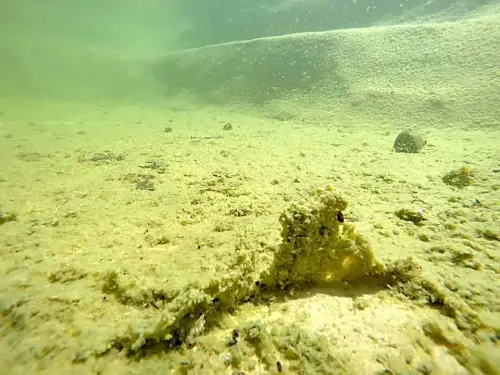 Mit zunehmender Dicke wird das Sediment zu einem Teppich