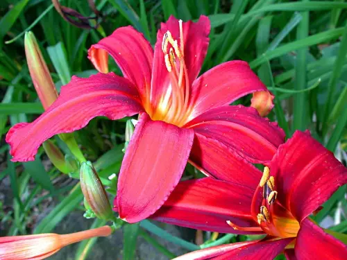 Stauden-Sortimente für halbhohes Teich-Umfeld