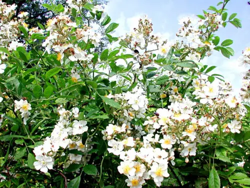 Nachteil der Wildgehölze