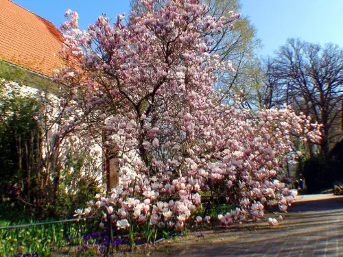 Schöne Solitärpflanzen