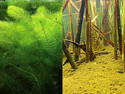 Welche Pflanzen arbeiten im Filtergraben - und warum?