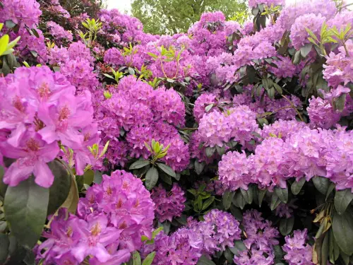 Kalktolerante Rhododendren