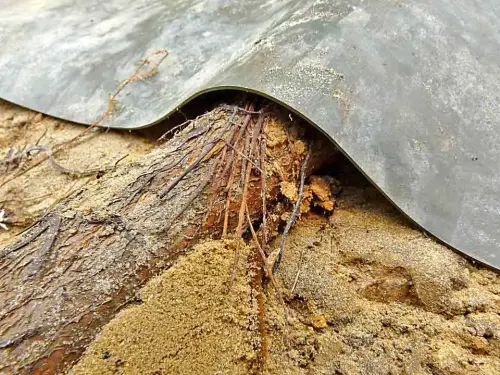 Wurzeln werden dicker und dehnen die Teichfolie
