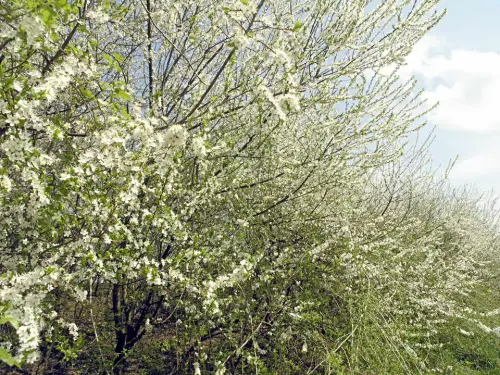 So schneiden Sie richtig
