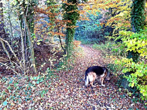 Hunde
