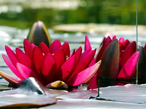 Rote Seerosen