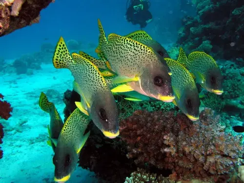 Die Vielfalt ist unter Wasser viel größer als an Land