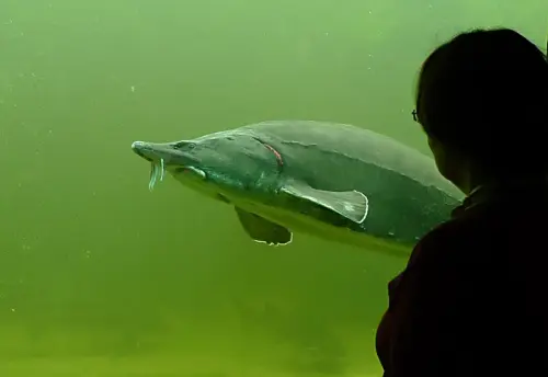 Sonder-Führung "Fische"