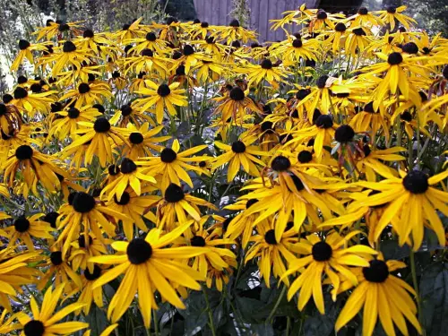 Stauden-Sortimente für hohes Teich-Umfeld