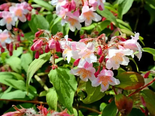 NaturaGart-Empfehlung: