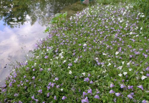 Niedriger Ufer-Teppich