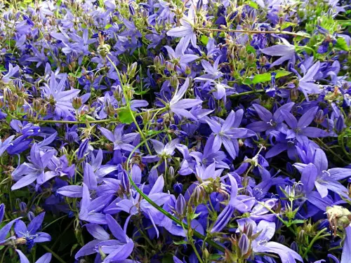 Bodendecker-Sortimente