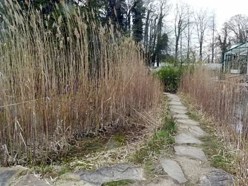 Wasserrand-Röhricht