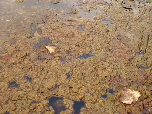 Das Sediment treibt an die Oberfläche des Teiches