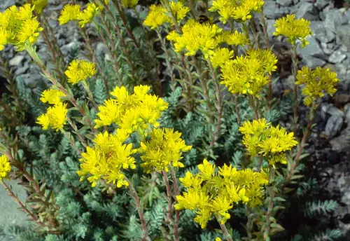 Sedum-Pflanzen