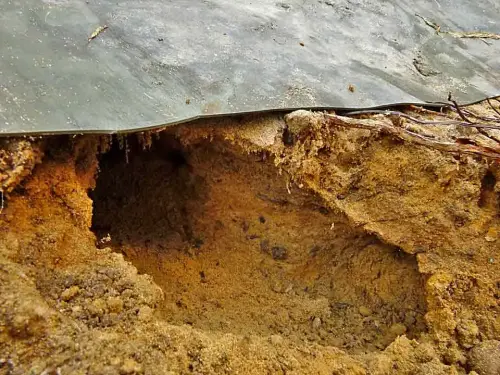 Mäusegänge bilden Hohlräume unter der Folie