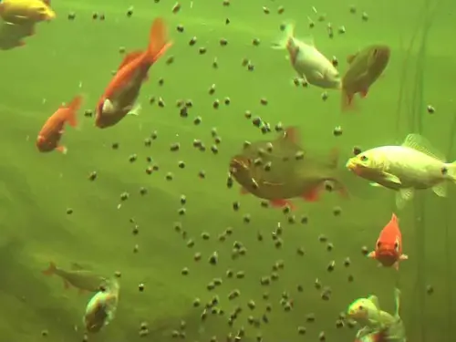 Fischfutter wirkt wie Dünger und lässt erst einmal winzige Algen wachsen