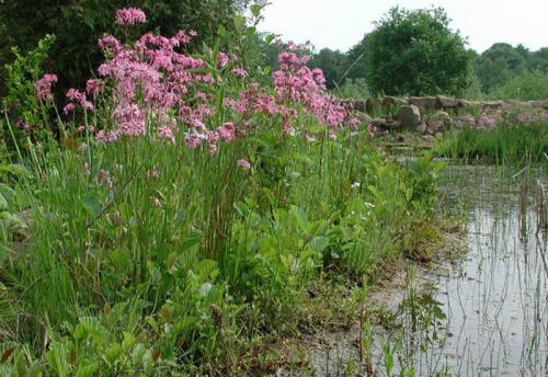 Wildblumen-Teichufer