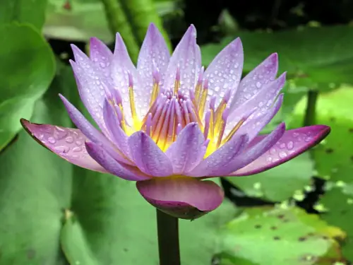 Tropische Seerosensorten