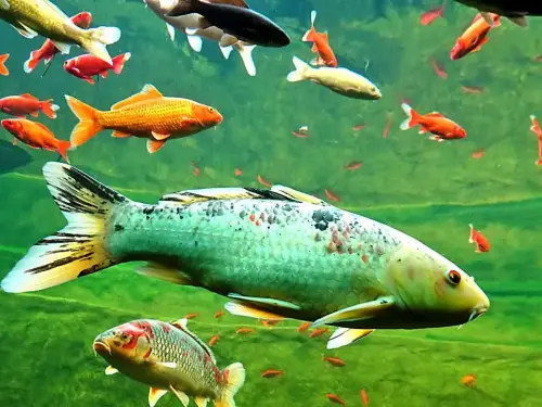 Muss man Gartenteiche mit Fischen im Winter heizen?