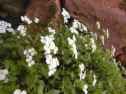 Steingarten und Trockenmauer