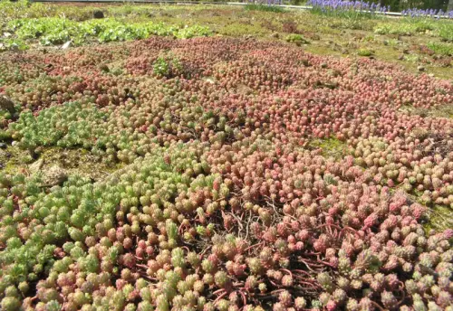 Das „Sedum-Dach“