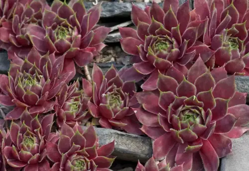 Sempervivium-Pflanzen