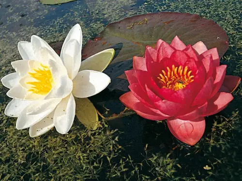 Die NaturaGart-Seerosen-Sortimente