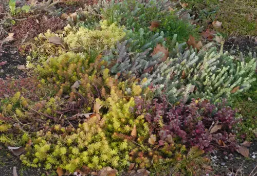 Ziel-Vegetation prüfen