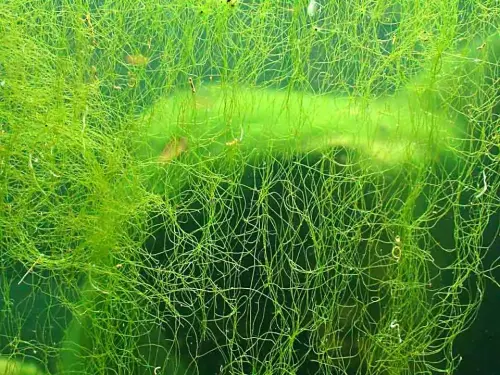 Aggressives Ozon braucht man für normale Teiche nicht