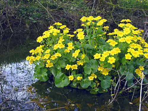 Flachwasser-Sortiment