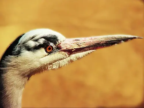 Beschädigung der Teichfolie durch Tiere