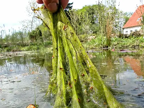 Kupfer-Elektrolyse setzt kontinuierlich Pflanzengift frei