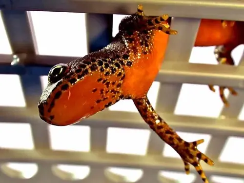 Viele Teichpumpen sind unvereinbar mit Naturschutz