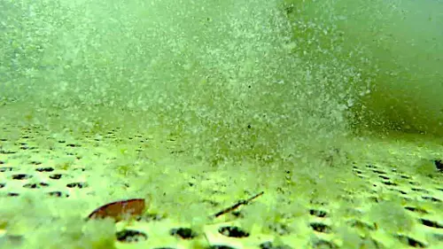 Die Sedimentfallen schlucken den flockigen Mulm