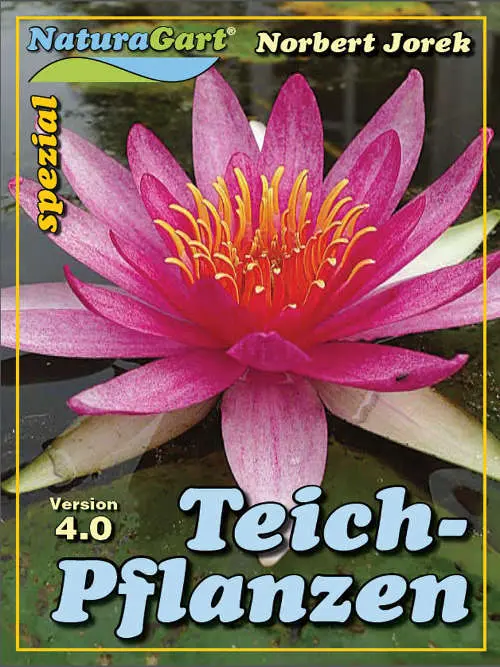 Teichpflanzen: Alles über die richtige Auswahl und Pflege