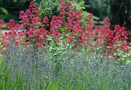 Hochstauden, Kleinsträucher