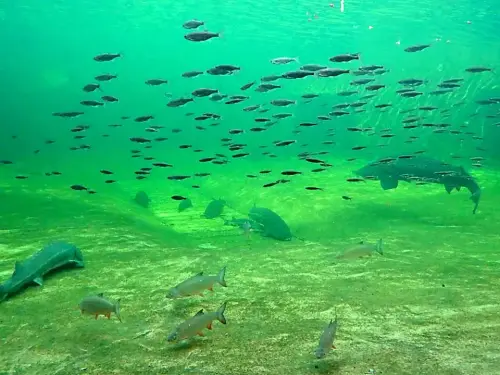 Wasser-Pflegemittel: Mit KnowHow leicht zu ersetzen