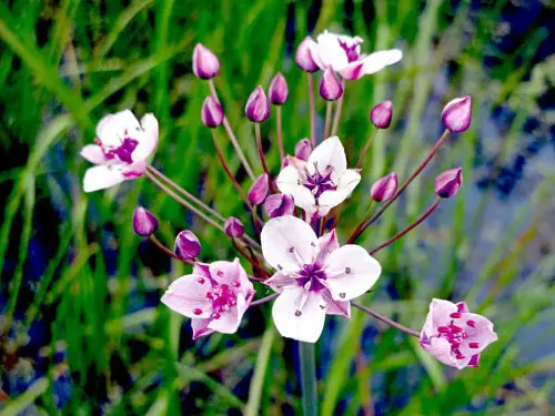 Tiefwasser-Röhricht