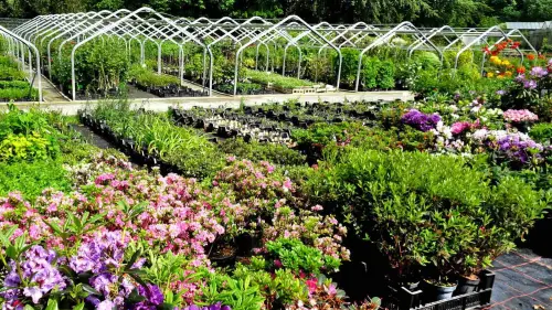 Große Pflanzen-Auswahl