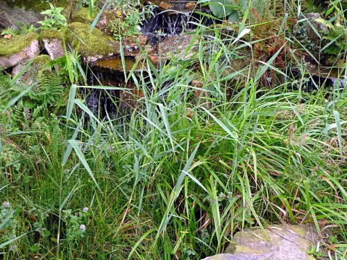 Welche Teichpflanzen wuchern?