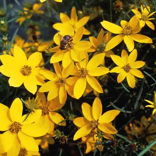 Netzblatt-Mädchenauge