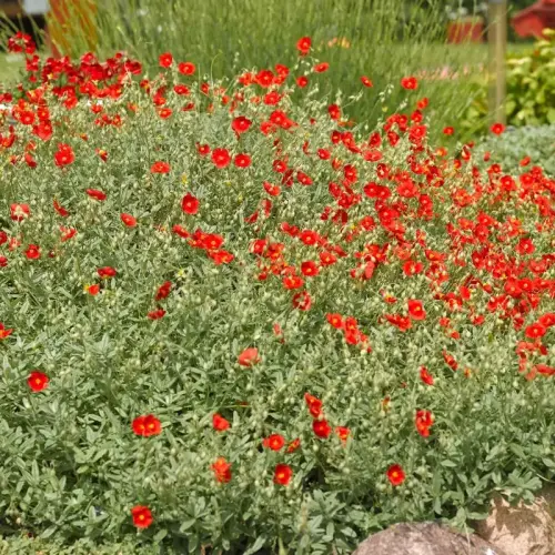 Sonnenröschen tiefrot