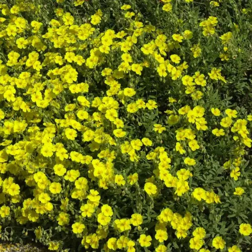 Sonnenröschen, gelb